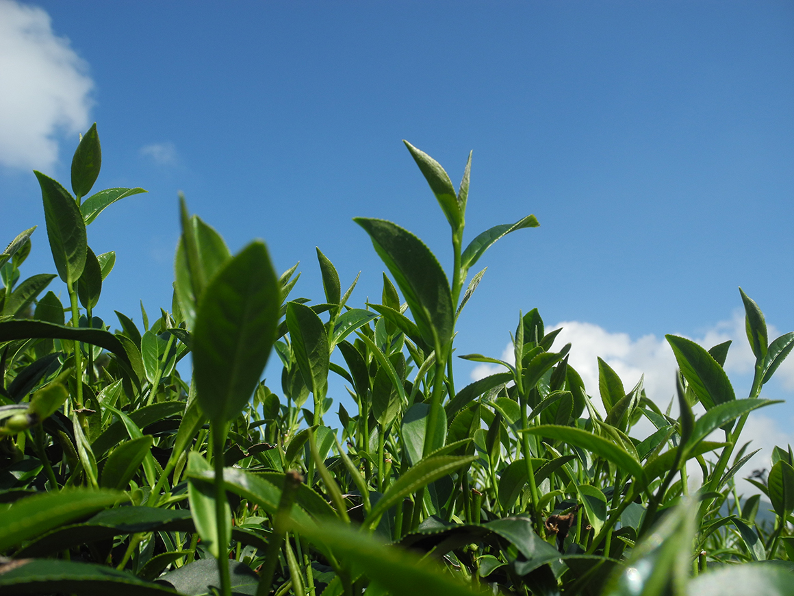 高山烏龍茶